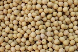  天下民宿 特产 之 优质高蛋白大豆 