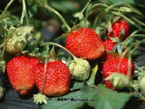  天下民宿 特产 之 黑山谷草莓 