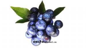  天下民宿 特产 之 安仁蓝莓 