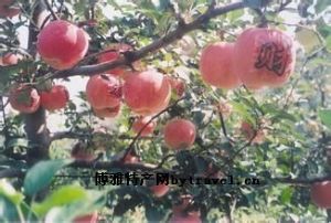  天下民宿 特产 之 九州龙苹果 