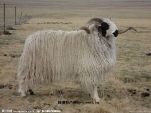  天下民宿 特产 之 玛多藏羊 