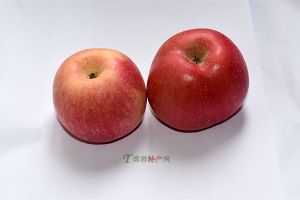  天下民宿 特产 之 牡丹江金红苹果 