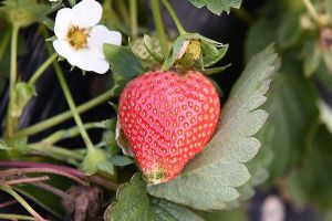  天下民宿 特产 之 绿色草莓 