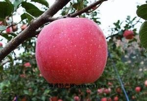  天下民宿 特产 之 深泽红富士苹果 