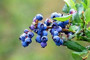  天下民宿 特产 之 保康高山蓝莓 