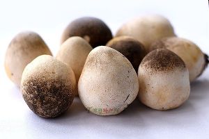  天下民宿 特产 之 金湖蘑菇 