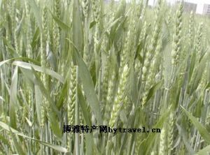  天下民宿 特产 之 中原优质小麦 