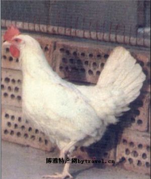  天下民宿 特产 之 北京白鸡 