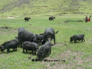  天下民宿 特产 之 稻城藏香猪 