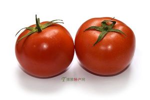  天下民宿 特产 之 东川番茄 