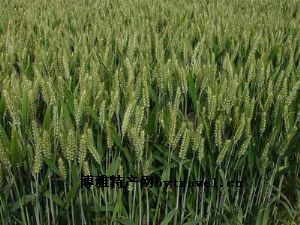  天下民宿 特产 之 优质小麦 