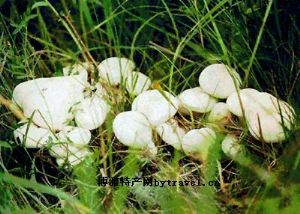  天下民宿 特产 之 满洲里白蘑 