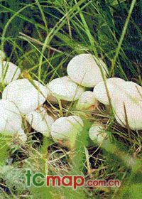  天下民宿 特产 之 呼伦贝尔草原白蘑 