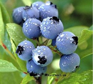  天下民宿 特产 之 中国北极蓝莓 