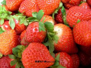  天下民宿 特产 之 宜兴草莓 