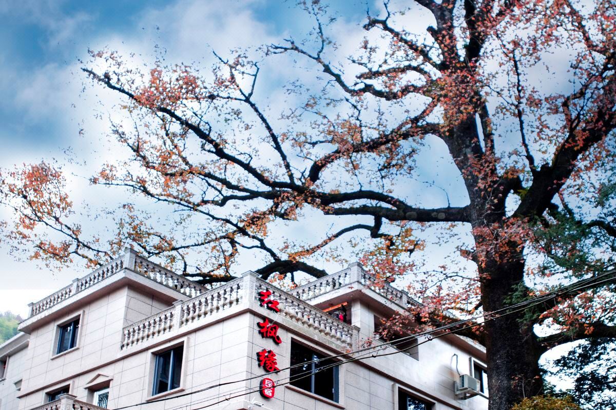  天下民宿 之 永嘉红枫缘民宿 