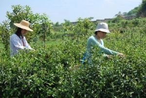  天下民宿 特产 之 平水珠茶制作技艺 