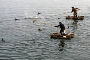  天下民宿 特产 之 鄱阳湖鸬鹚捕鱼习俗 