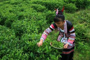  天下民宿 特产 之 朵贝茶 