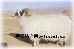  天下民宿 特产 之 西藏山羊 