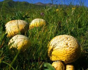  天下民宿 特产 之 草原黄蘑菇 