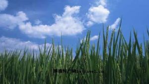  天下民宿 特产 之 立陡山绿色水稻 