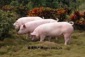  天下民宿 特产 之 新泰优质瘦肉型猪 