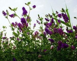 天下民宿 特产 之 阳信紫花苜蓿 