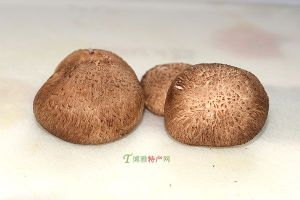  天下民宿 特产 之 卢氏香菇 