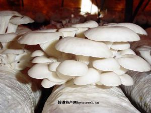  天下民宿 特产 之 静乐银盘蘑菇 