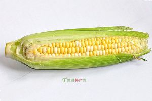  天下民宿 特产 之 忻州糯玉米 