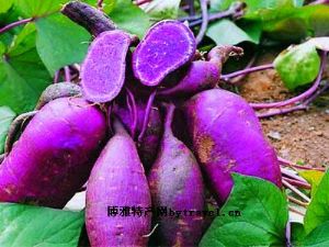  天下民宿 特产 之 紫色红薯 