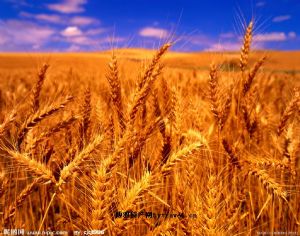  天下民宿 特产 之 五原小麦 