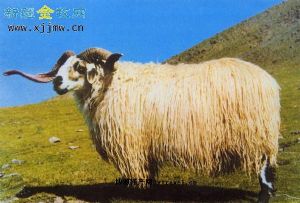  天下民宿 特产 之 唐古拉藏羊 