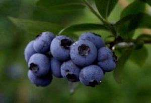  天下民宿 特产 之 六步山蓝莓 