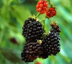  天下民宿 特产 之 黑莓 
