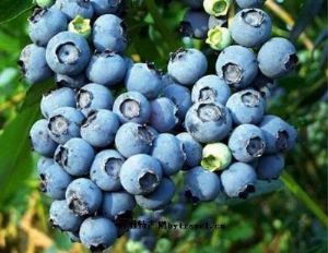  天下民宿 特产 之 欧家夼蓝莓 