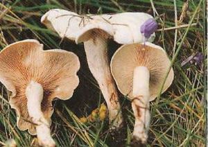  天下民宿 特产 之 绿色山宝蘑菇 