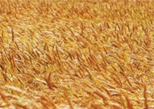  天下民宿 特产 之 新疆小麦 