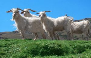  天下民宿 特产 之 新疆山羊 