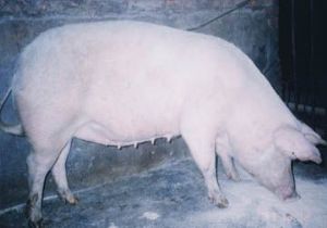 天下民宿 特产 之 新疆瘦肉型白猪 