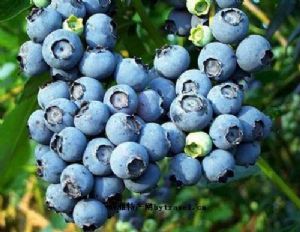  天下民宿 特产 之 大圩蓝莓 