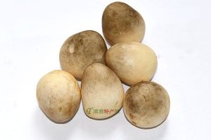  天下民宿 特产 之 莆田蘑菇罐头 