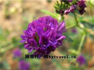  天下民宿 特产 之 紫花苜蓿 