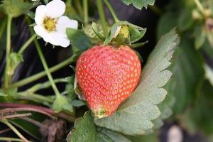  天下民宿 特产 之 博山草莓 