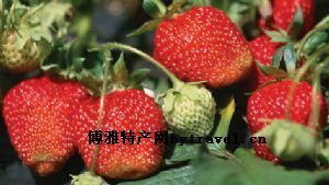  天下民宿 特产 之 长虹草莓 