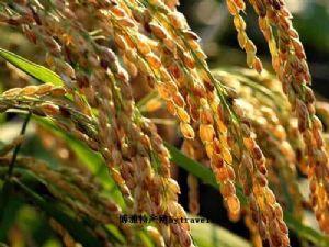  天下民宿 特产 之 安陆优质水稻 