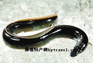  天下民宿 特产 之 台山鳗鱼 