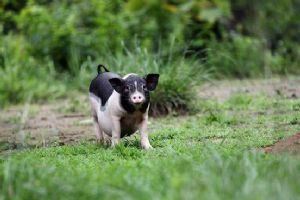  天下民宿 特产 之 陆川猪 