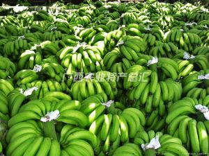  天下民宿 特产 之 涠洲火山岛香蕉 